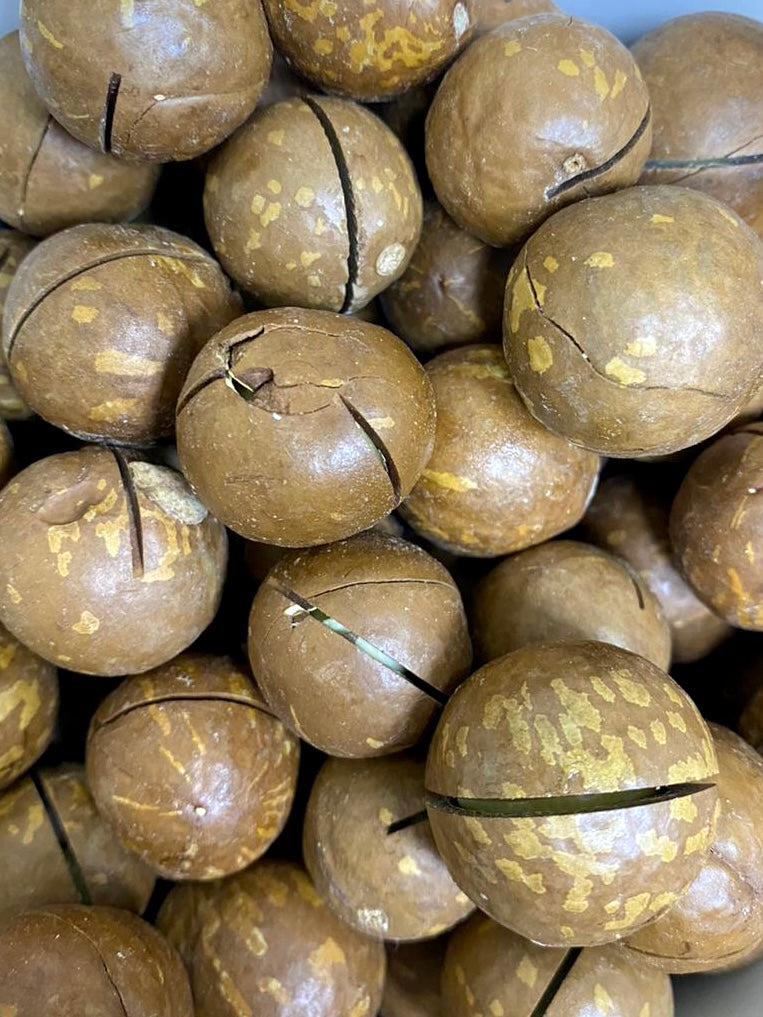 Macadamia Inshell